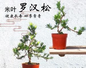 羅漢松寓意|罗汉松的花语和寓意，有什么传说故事